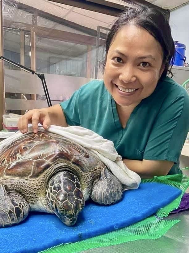 Dr. Jae from Koh Tao Animal Clinic with a sea turtle - Photo credit: Koh Tao Animal Clinic
