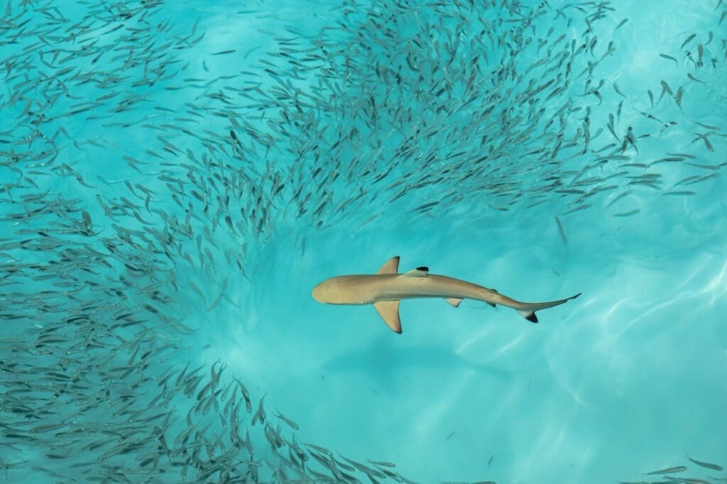 Blacktip Reef Sharks
