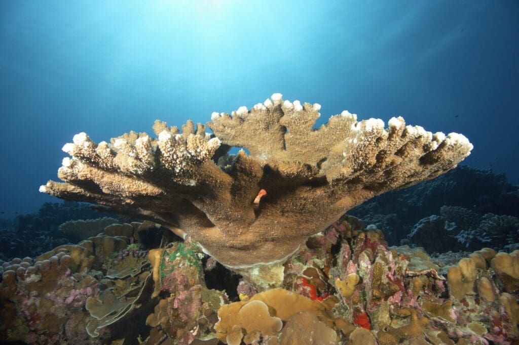 Maze Coral: The Architects of the Ocean