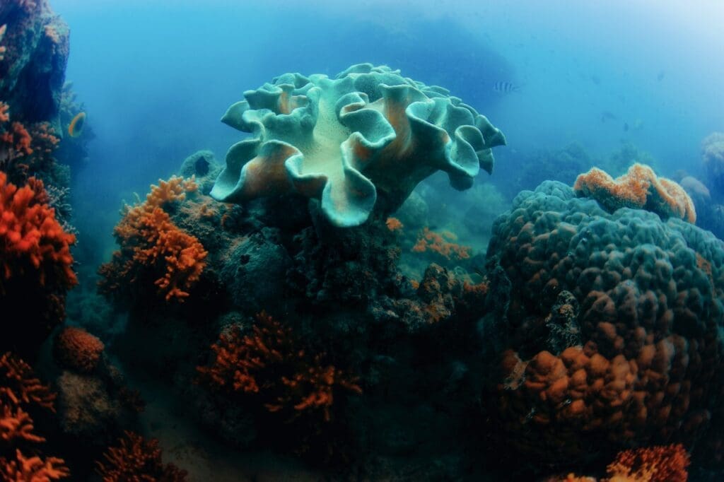 Maze Coral: The Architects of the Ocean