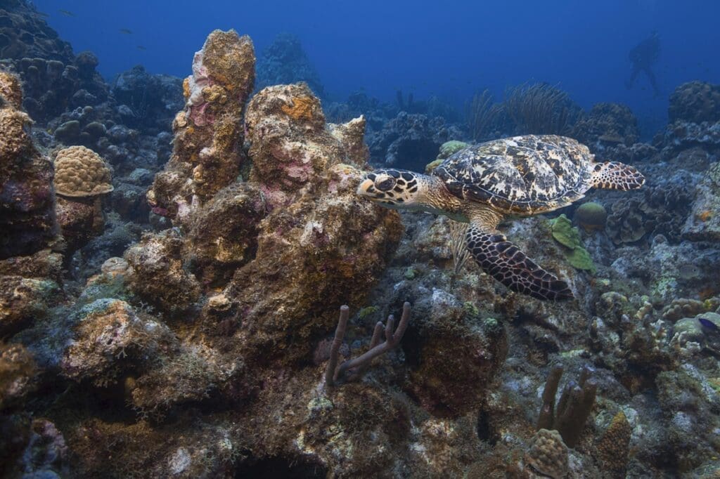 Hawksbill Turtles