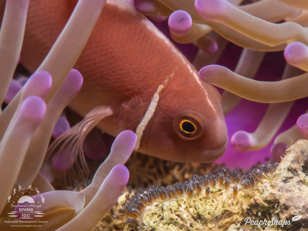 Hin Wong Pinnacle - Photo credit: Peachsnaps