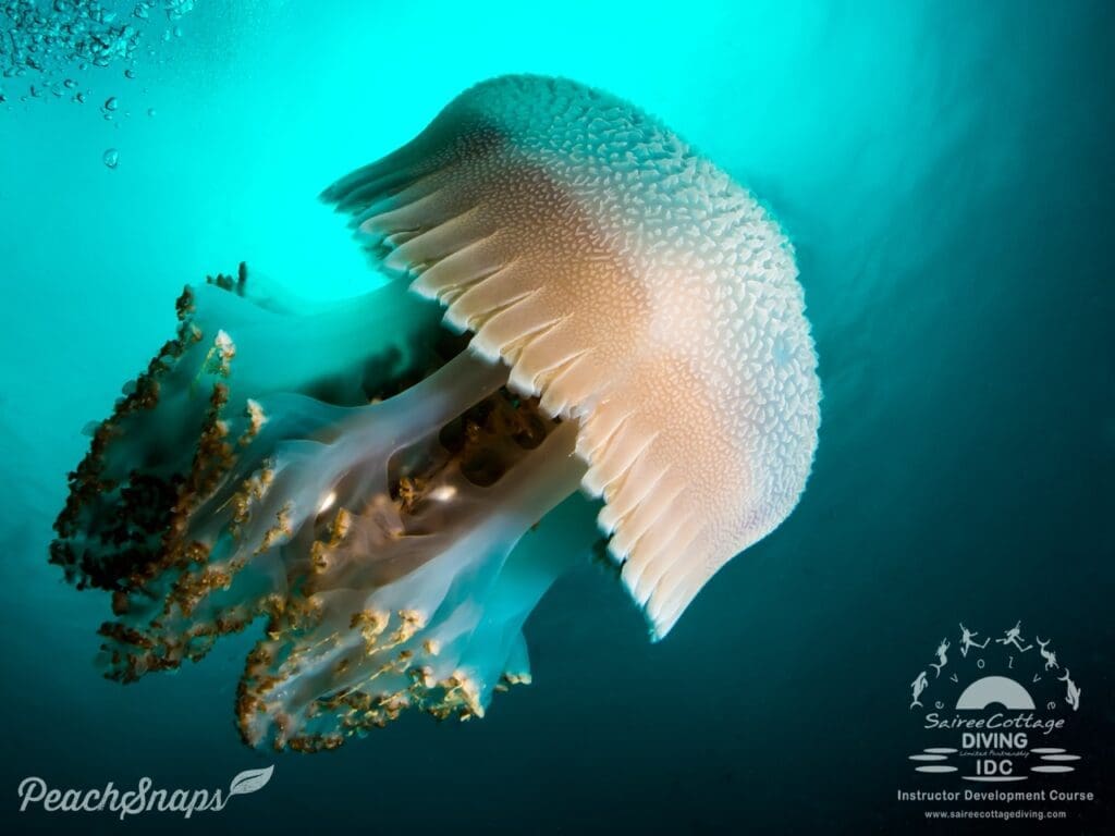 King Kong - Photo credit: Peachsnaps