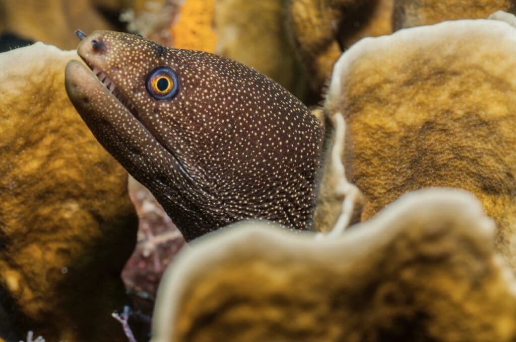 Moray Eels