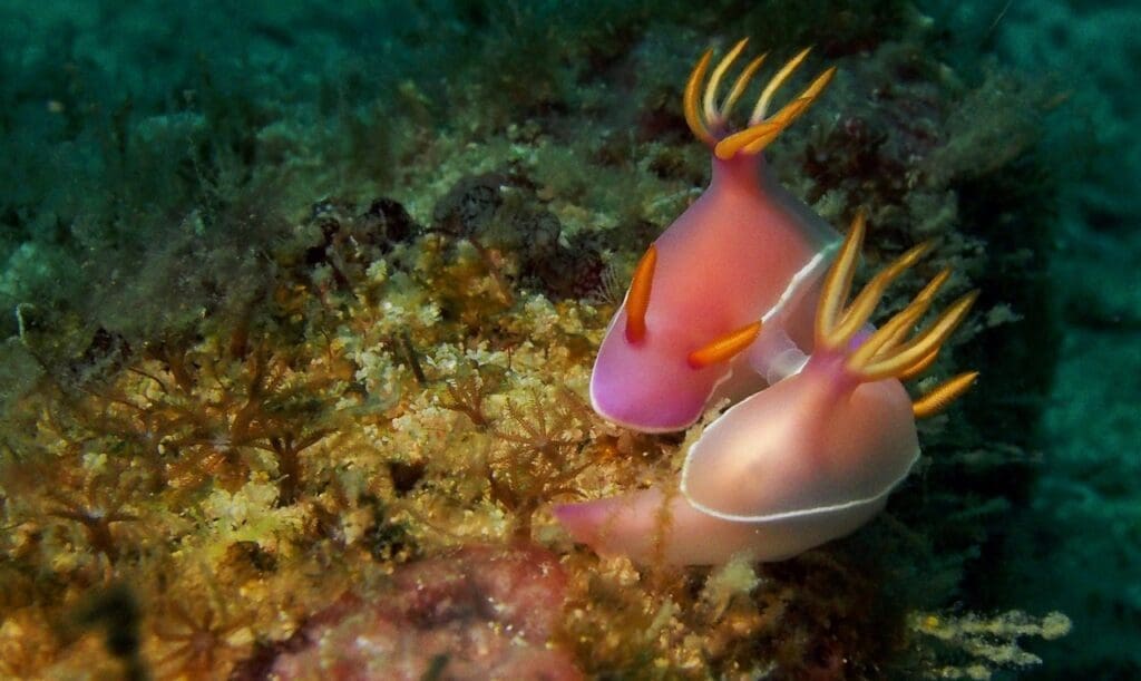 The butterflies of the sea 