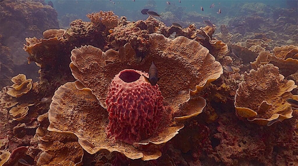 Red Rock (Nang Yuan Pinnacle)