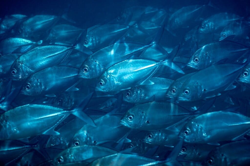 The Dazzling Dance of Bigeye Trevally