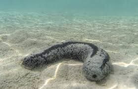 Sea Cucumbers