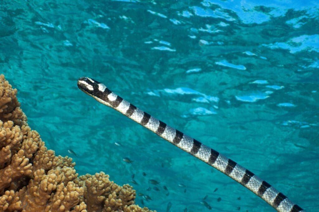 Banded Sea Snakes