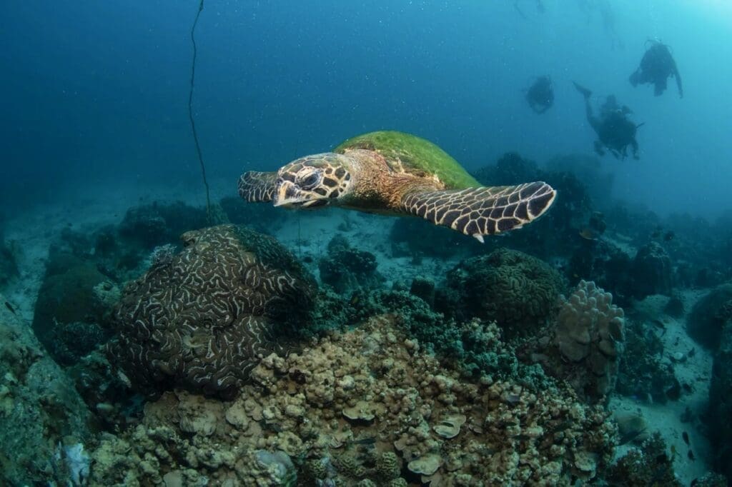 Twins Dive Site Koh Tao, Thailand - Photo credit: PADI
